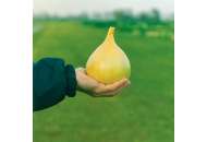Эксибишн - семена лука репчатого, Bejo/Бейо (Голландия) фото, цена